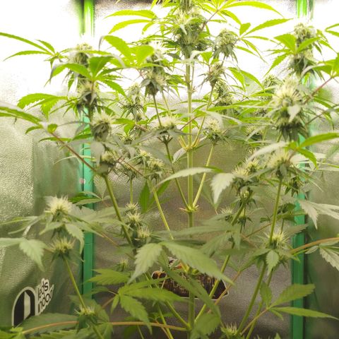 XXL Boombastic growlog timeline photo