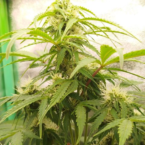 XXL Boombastic growlog timeline photo