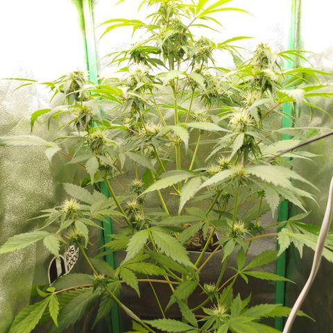 XXL Boombastic growlog timeline photo
