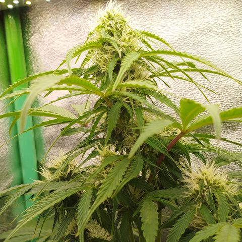 XXL Boombastic growlog timeline photo