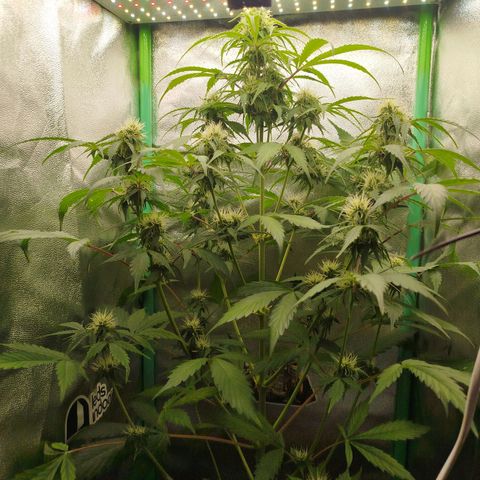XXL Boombastic growlog timeline photo