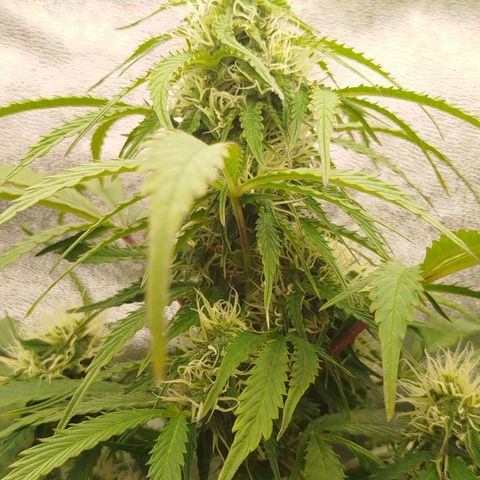 XXL Boombastic growlog timeline photo