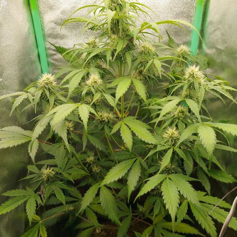 XXL Boombastic growlog timeline photo