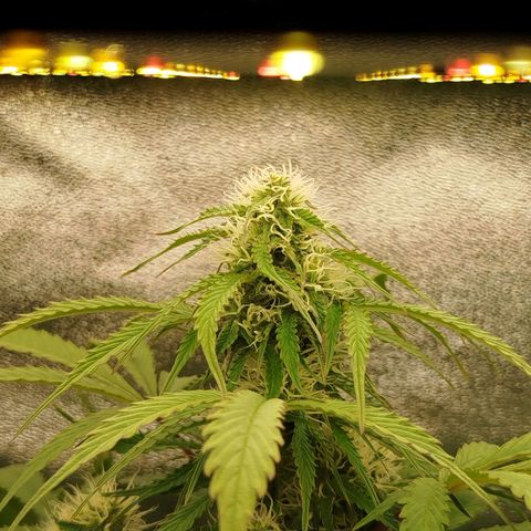 XXL Boombastic growlog timeline photo