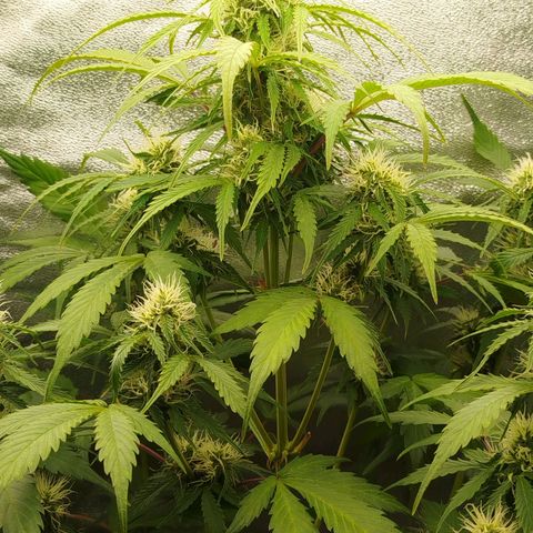 XXL Boombastic growlog timeline photo