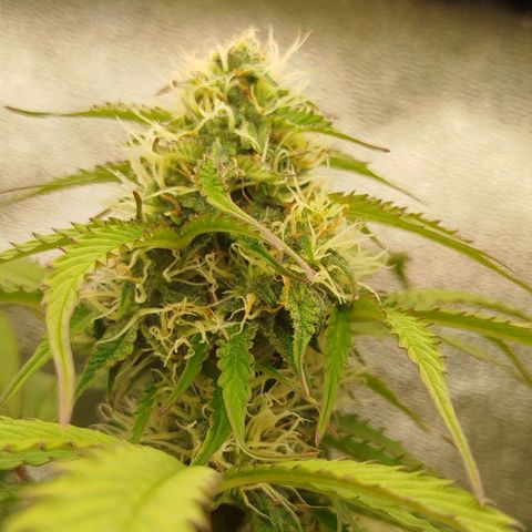 XXL Boombastic growlog timeline photo