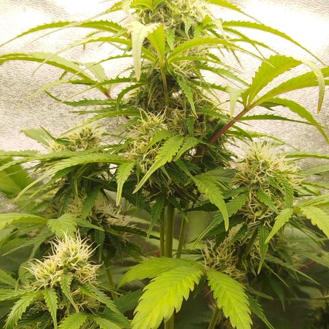 XXL Boombastic growlog timeline photo