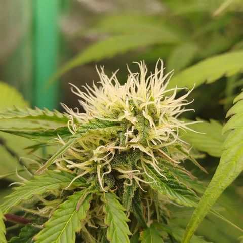XXL Boombastic growlog timeline photo