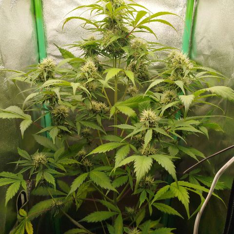 XXL Boombastic growlog timeline photo