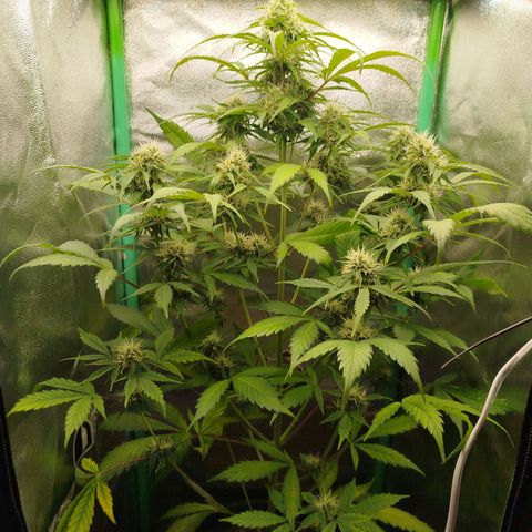 XXL Boombastic growlog timeline photo