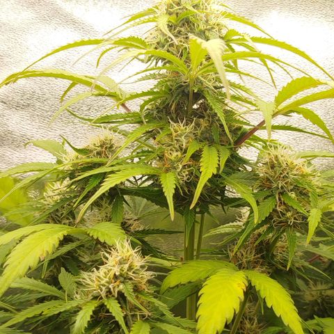 XXL Boombastic growlog timeline photo