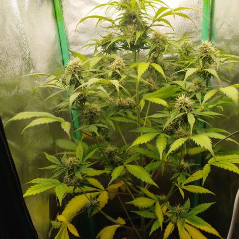 XXL Boombastic growlog timeline photo