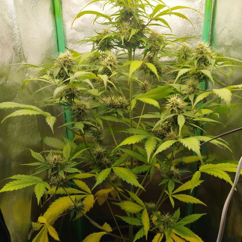 XXL Boombastic growlog timeline photo