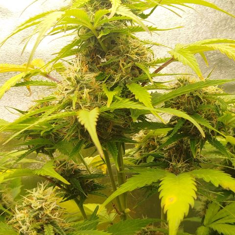 XXL Boombastic growlog timeline photo