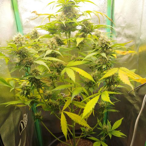 XXL Boombastic growlog timeline photo
