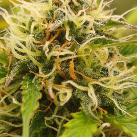 XXL Boombastic growlog timeline photo