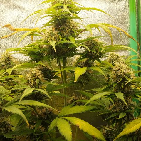XXL Boombastic growlog timeline photo