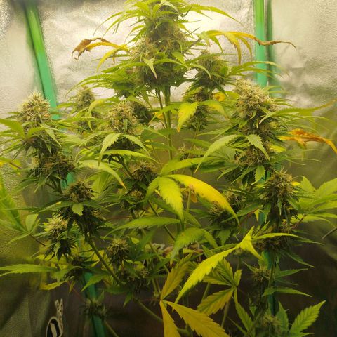 XXL Boombastic growlog timeline photo