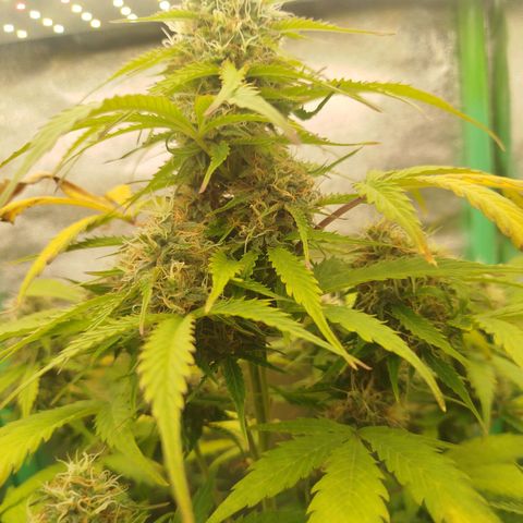 XXL Boombastic growlog timeline photo