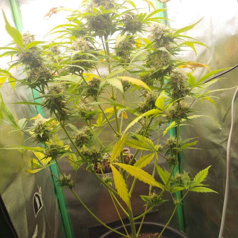 XXL Boombastic growlog timeline photo