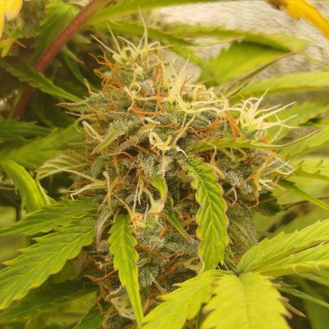 XXL Boombastic growlog timeline photo
