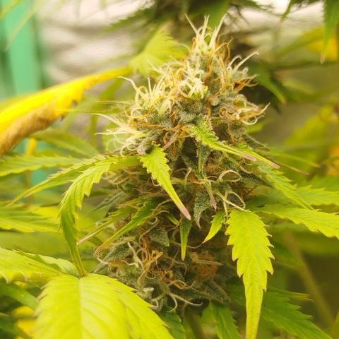XXL Boombastic growlog timeline photo
