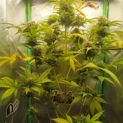 XXL Boombastic growlog timeline photo