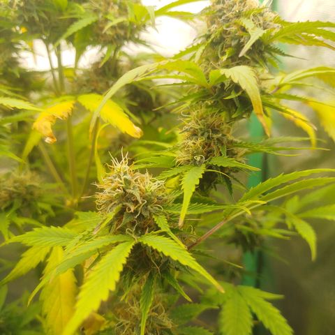 XXL Boombastic growlog timeline photo