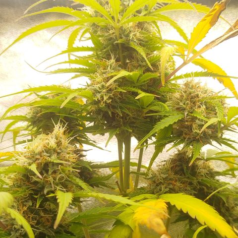 XXL Boombastic growlog timeline photo