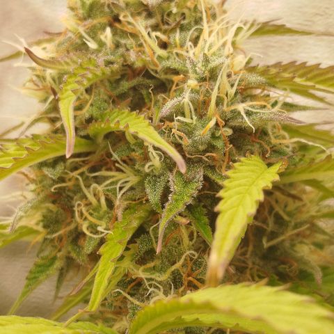 XXL Boombastic growlog timeline photo