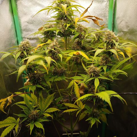 XXL Boombastic growlog timeline photo