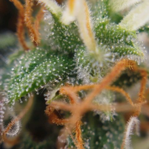XXL Boombastic growlog timeline photo