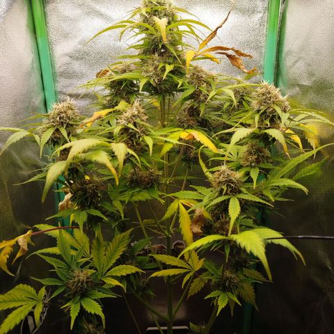 XXL Boombastic growlog timeline photo