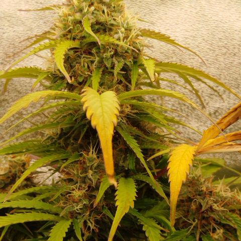 XXL Boombastic growlog timeline photo