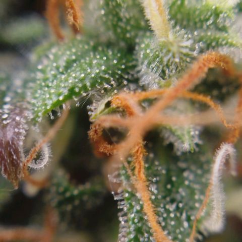 XXL Boombastic growlog timeline photo