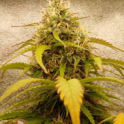 XXL Boombastic growlog timeline photo