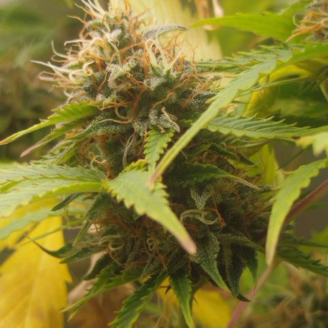 XXL Boombastic growlog timeline photo