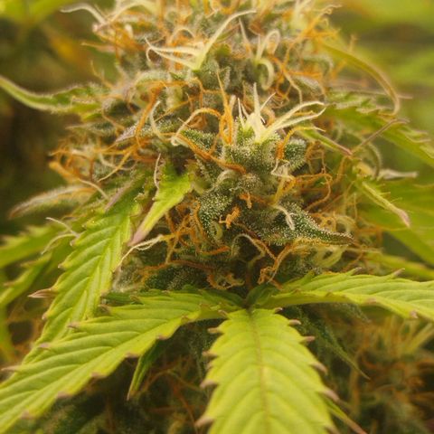 XXL Boombastic growlog timeline photo
