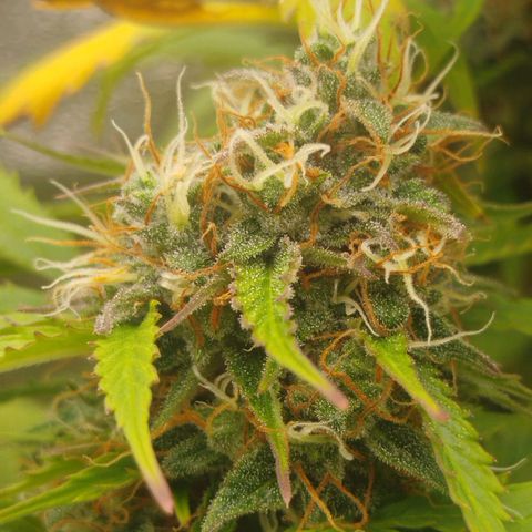 XXL Boombastic growlog timeline photo