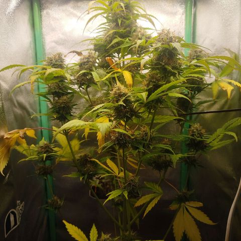 XXL Boombastic growlog timeline photo