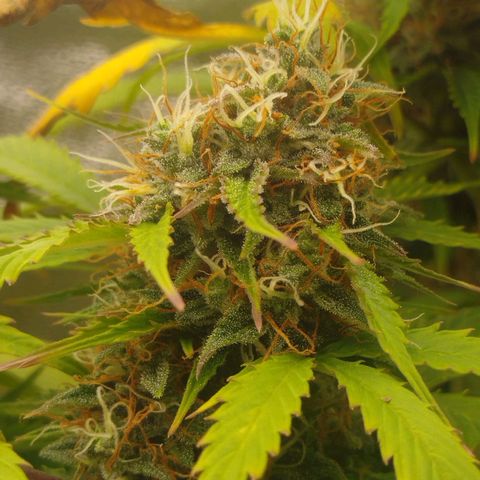 XXL Boombastic growlog timeline photo