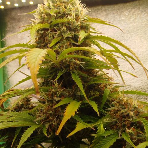 XXL Boombastic growlog timeline photo