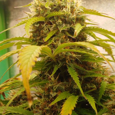 XXL Boombastic growlog timeline photo