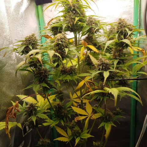 XXL Boombastic growlog timeline photo