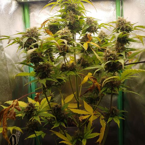 XXL Boombastic growlog timeline photo
