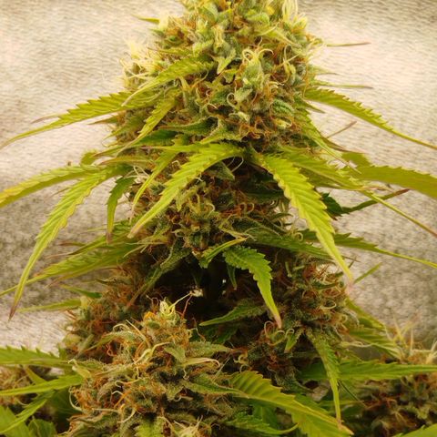 XXL Boombastic growlog timeline photo