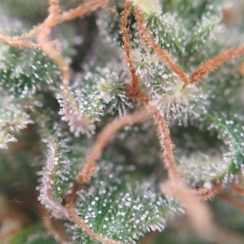 XXL Boombastic growlog timeline photo