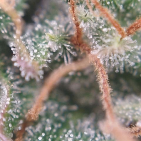 XXL Boombastic growlog timeline photo