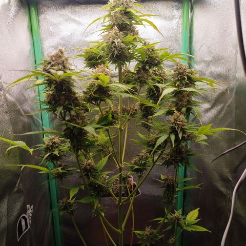 XXL Boombastic growlog timeline photo