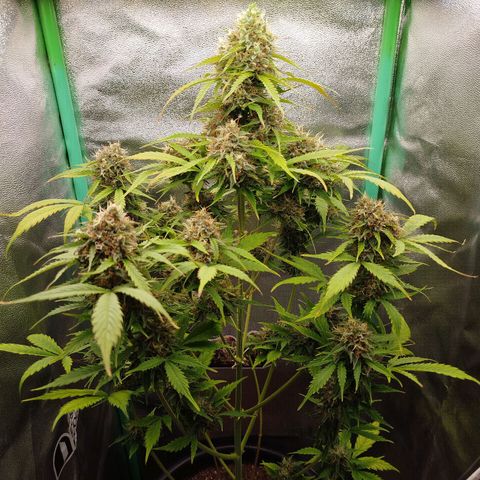 XXL Boombastic growlog timeline photo